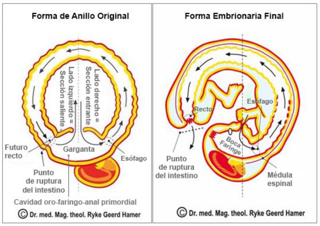 MÓDULO: Paleoencéfalo sentidos emotivos